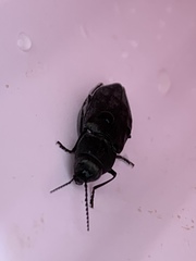 Melanophila acuminata