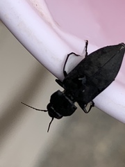 Melanophila acuminata