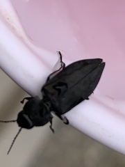 Melanophila acuminata