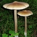 Straight-stalked Entoloma - Photo (c) Jamie Newman, some rights reserved (CC BY-NC), uploaded by Jamie Newman