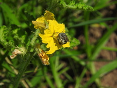 Anthophora marginata