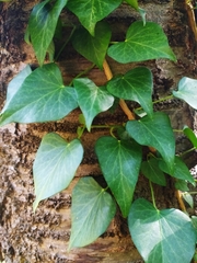 Hedera helix