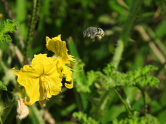 Anthophora marginata