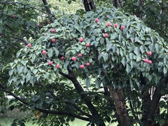 Cornus kousa