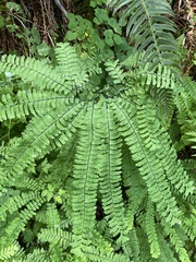 Adiantum aleuticum aleuticum