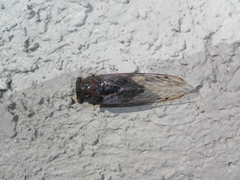 Megatibicen resonans