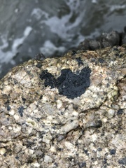 Kyrtuthrix maculans
