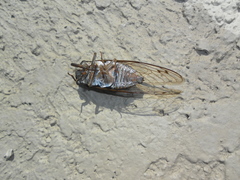 Megatibicen resonans