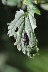 Philonthus decorus