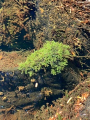Riccardia chamedryfolia