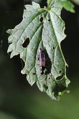 Philonthus decorus