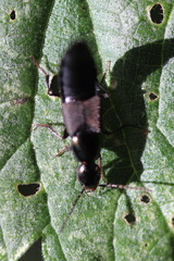 Philonthus decorus