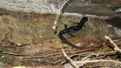 Plethodon kentucki