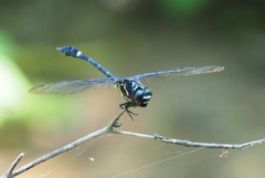 Gomphidictinus kompieri