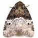 Neoligia crytora - Photo (c) Bob Patterson at Moth Photographers Group, algunos derechos reservados (CC BY-NC-SA)