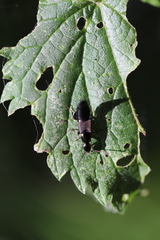 Philonthus decorus