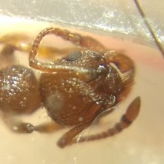 Myrmica schencki