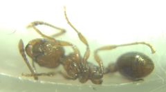 Myrmica schencki