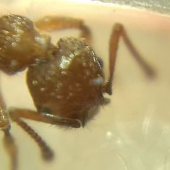 Myrmica schencki