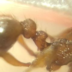 Myrmica schencki