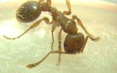 Myrmica schencki