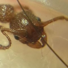 Myrmica schencki