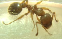 Myrmica schencki