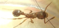 Myrmica schencki