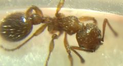 Myrmica schencki