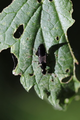 Philonthus decorus