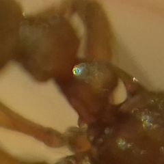 Myrmica schencki