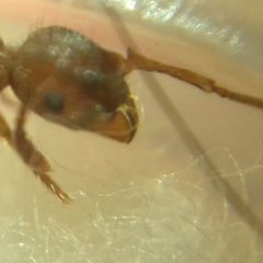 Myrmica schencki