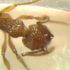 Myrmica schencki