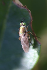 Poecilobothrus nobilitatus