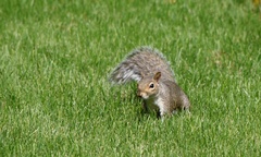 Sciurus carolinensis