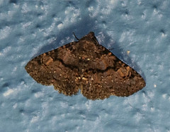 Metalectra quadrisignata