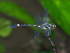 Gomphidictinus tongi