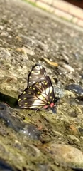 Catasticta nimbice