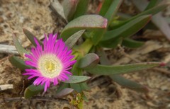 Carpobrotus modestus