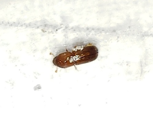 Ambrosia beetle (Xyleborus affinis) photo 2