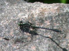 Hylogomphus adelphus