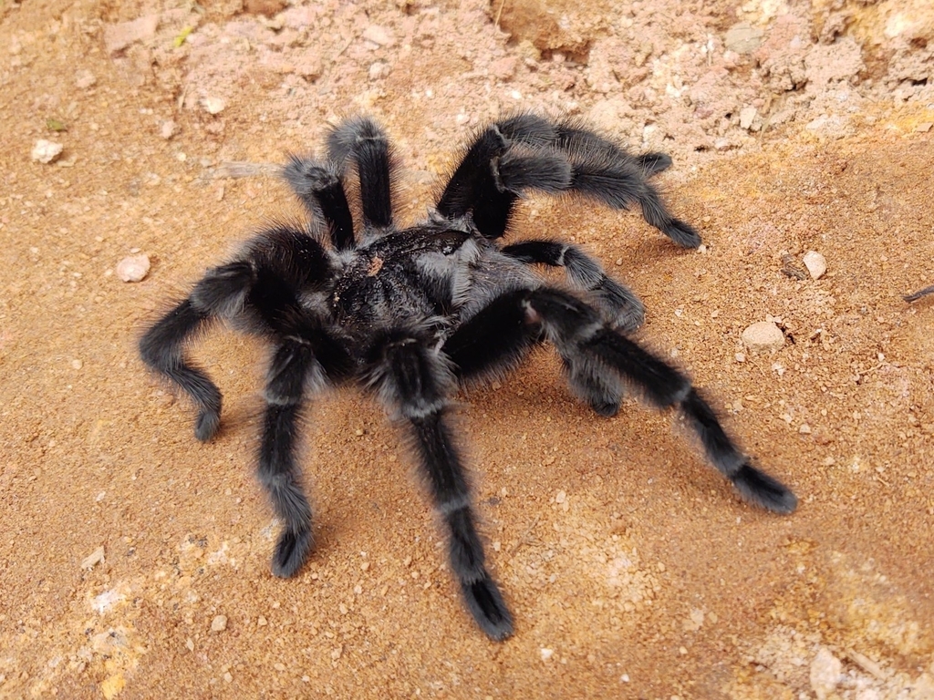 Mygale géante guarani (Grammostola grossa)