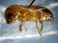 Xyleborus affinis