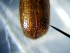 Xyleborus affinis
