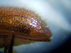 Xyleborus affinis