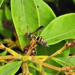 Psammaletes mexicanus