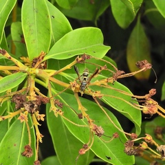 Psammaletes mexicanus