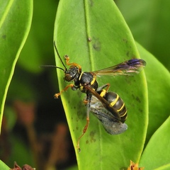 Psammaletes mexicanus