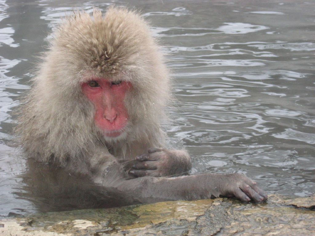 Japanese Macaque (Macaca fuscata)