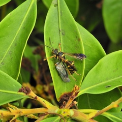 Psammaletes mexicanus
